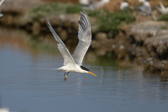 Elegant tern (Thalasseus elegans) - Schmuckseeschwalbe