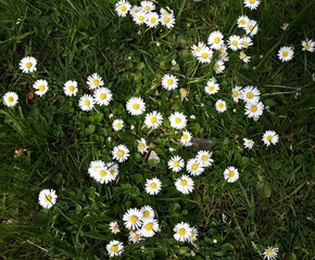 White small flowers of Daisies, Bellis perennis, in the garden.  © Raul