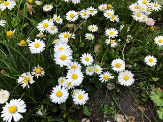 White small flowers of Daisies, Bellis perennis, in the garden.  © Raul
