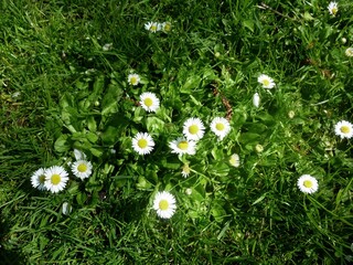 White small flowers of Daisies, Bellis perennis, in the garden.  © Raul