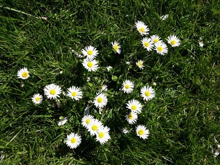 White small flowers of Daisies, Bellis perennis, in the garden.  © Raul