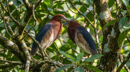Fototapeta premium Small green heron bird perched on a branch in a lush tropical forest during the sunny day