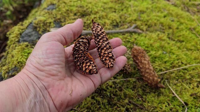  Hand squeezing and turning a small brown pine cone outdoors. Norway, Alver. August
