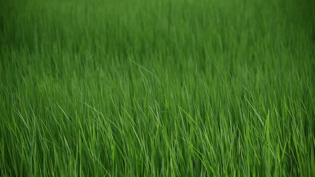 Lush Green Rice Paddy Field Swaying Softly in Gentle Wind.
