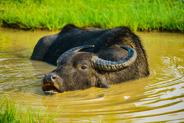Yala NP Büffel © Stefan