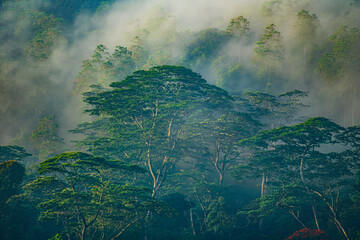 Yala NP regenwald in nebel © Stefan