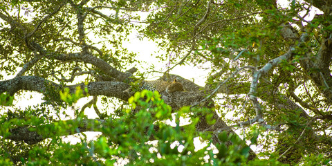  Yala NP schlafenden leopard © Stefan