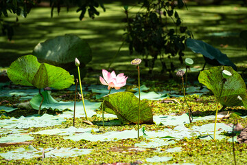 Yala NP Seerose © Stefan