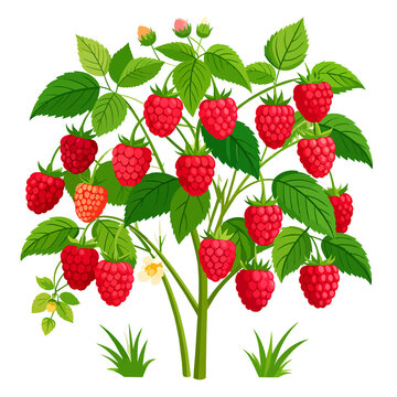 Maliny krzew ilustracja