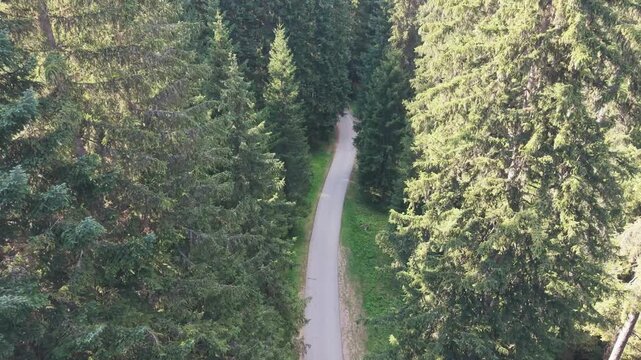 Drone Descending Through Pine Tree Canopies Revealing Empty Forest Pedestrian Path