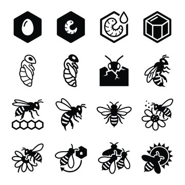 Honey bee life cycle vector icons set illustrating egg larva pupa and adult