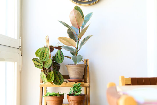 Home decor with plants. Vertical shot of plant corner for interior design with wood and natural materials