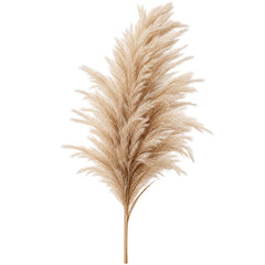 Fototapeta premium Ivory pampas grass plume isolated on transparent background