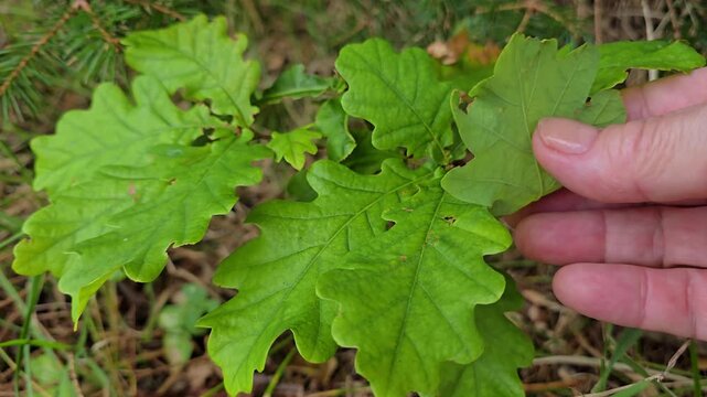 Hand gently touching small oak sprout leaves on forest floor. Norway, Alver. August

