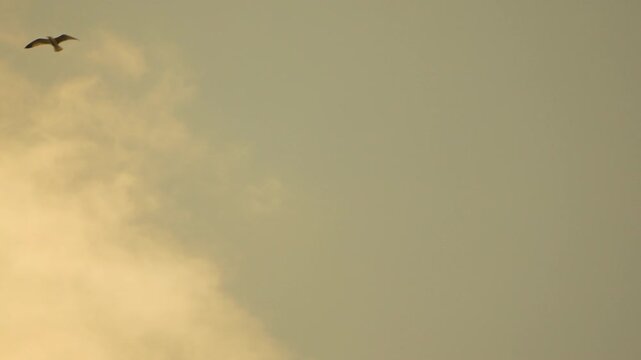 Seagull flying sky soaring through a golden sunset atmosphere with soft clouds during the peaceful evening