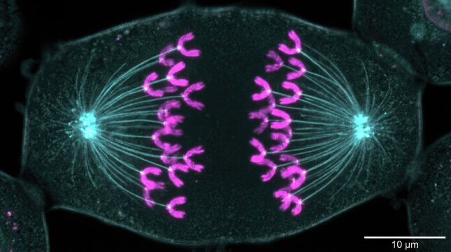 Cell division during mitotic anaphase stage, showing pink chromosome separation pulled by cyan microtubule fiber toward spindle pole, microscopic fluorescence biology view.