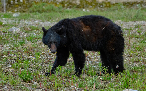 Foraging Black Bear in Banff National Park