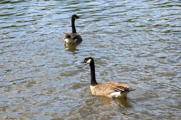 Two Canada geese swimming together in a rippling river in summer © fluffypw88