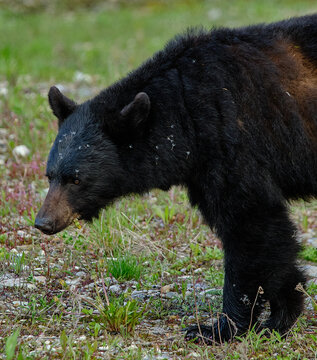 Foraging Black Bear in Banff National Park