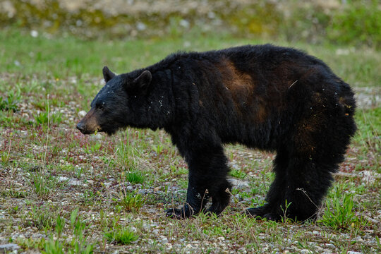 Foraging Black Bear in Banff National Park