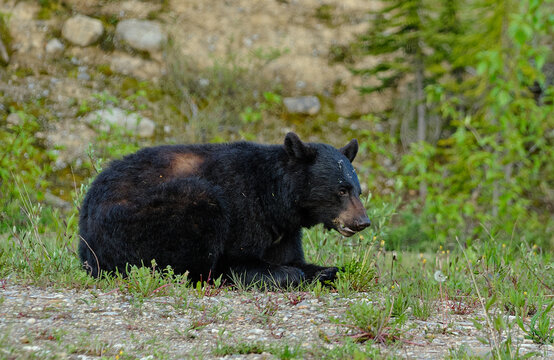 Foraging Black Bear in Banff National Park