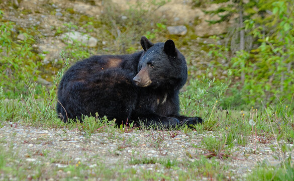 Foraging Black Bear in Banff National Park