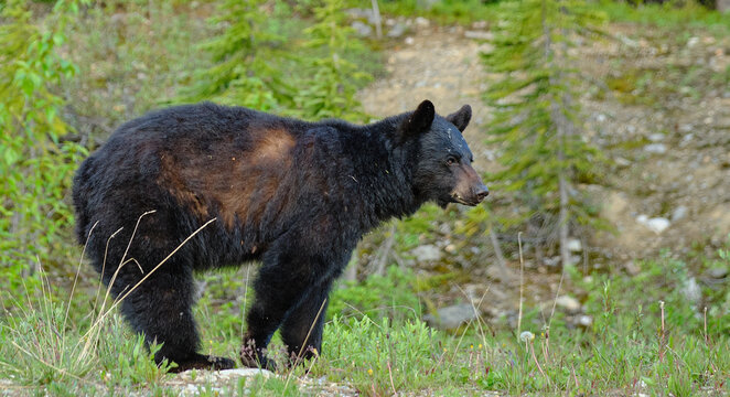 Foraging Black Bear in Banff National Park