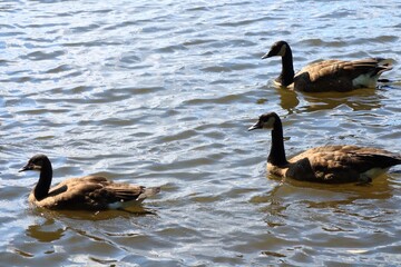 Flock of Canada geese swimming in a rippling river in summer © fluffypw88