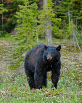 Foraging Black Bear in Banff National Park