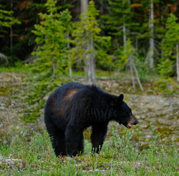 Foraging Black Bear in Banff National Park