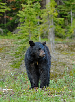 Foraging Black Bear in Banff National Park