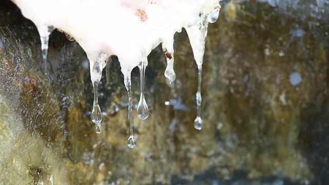 Pine resin dripping from tapped tree, extreme close-up
