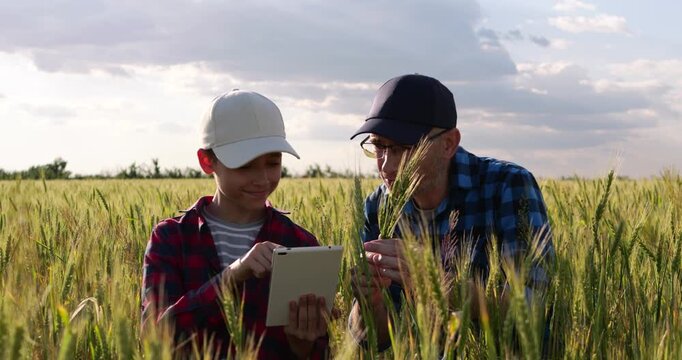Father and son inspect wheat in field. Dad and child examine grain and use tablet for farming research. Warm summer light highlights family teamwork and crop monitoring across rural agriculture fields
