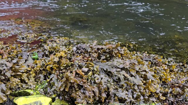 Fast flowing mountain stream running through a rocky landscape on a cloudy day in Norway, with brown algae along the water's edge and sparse green vegetation. Noreway, Alver. August

