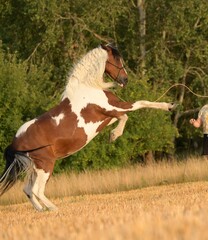 Wild steigendes geschecktes Pferd mit Halfter und Strick versucht sich loszureißen © Grubärin