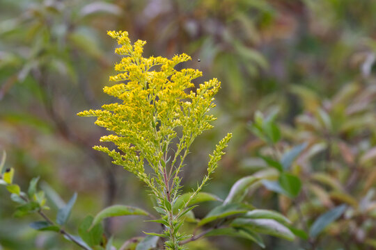 Yellow Goldenrod Wildflowers Blooming in a Late Summer Meadow