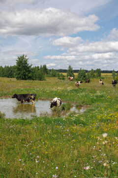 Cattle grazing and standing in a waterlogged meadow beneath a bright summer sky. Rural farming landscape with green grass and wildflowers.
