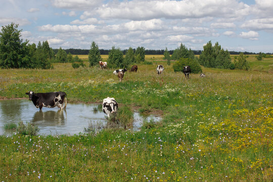Cows standing in a green meadow and shallow water under a dramatic summer sky. Peaceful rural landscape illustrating farming and pastoral life.