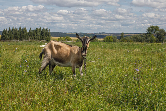Goat standing in a green meadow with wildflowers and distant countryside beneath a cloudy summer sky.
