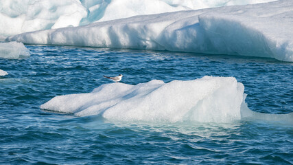 Beautiful ice fragments from Vatnajokull glacier drifting across Jokulsarlon lagoon before reaching the sea, with a small bird resting on the ice during summer in Iceland. © Asanee