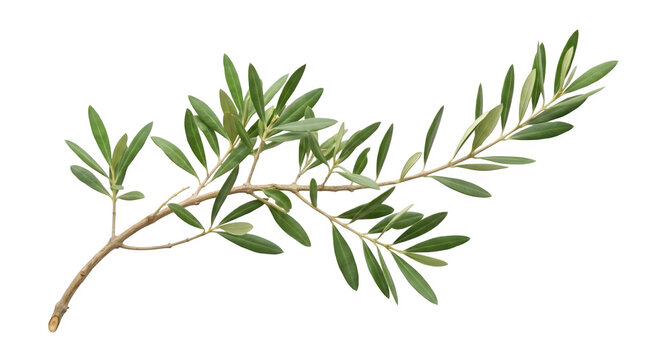 Olive branch with green leaves isolated on transparent background