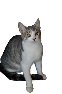 gray and white striped shorthair kitten Isolated on transparent background 