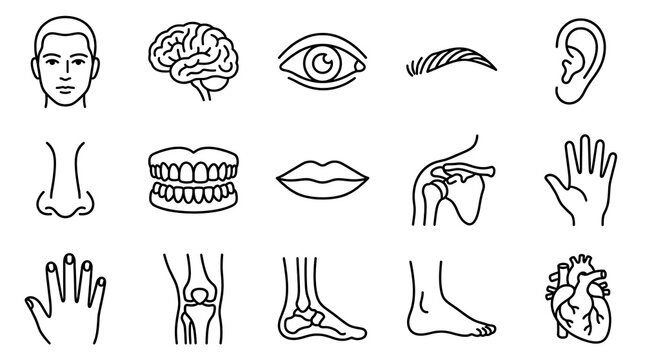 Set of human anatomy line icons representing body parts organs and skeletal structures for medical and educational design
