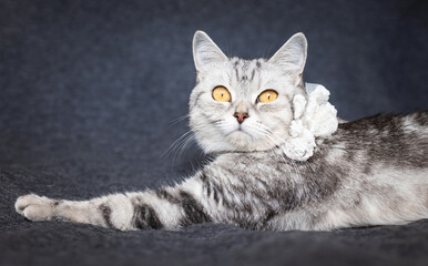 Relaxed tabby cat lying on a dark surface, calm pet scene, domestic feline moment, soft animal comfort, indoor relaxation © ketrin