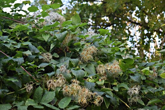 The silky appendages of the fruits of Clematis vitalba, also known as old man's beard or traveller's joy.