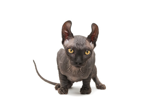 Funny sphinx cat looking up, isolated in studio