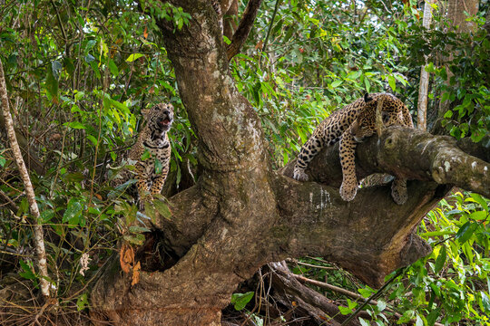 Jaguar - Panthera onca, beautiful large cat from South American forests, Pantanal, Brazil.