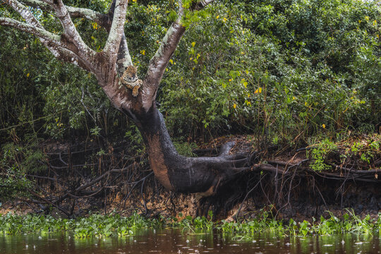 Jaguar - Panthera onca, beautiful large cat from South American forests, Pantanal, Brazil.