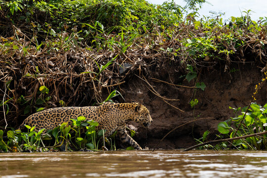 Jaguar - Panthera onca, beautiful large cat from South American forests, Pantanal, Brazil.