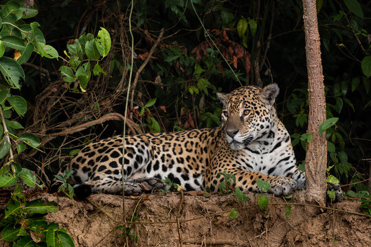 Jaguar - Panthera onca, beautiful large cat from South American forests, Pantanal, Brazil.